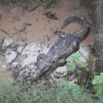 crocodile
