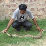 वायुसेना के विमान में मिला अजगर