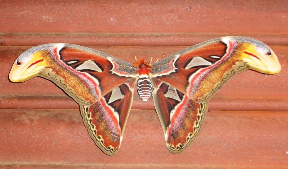 worlds largest insect Atlas math appeared in jeolikot