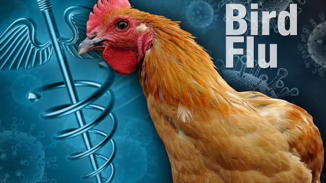India declared itself free from Avian Influenza H5N8 and H5N1