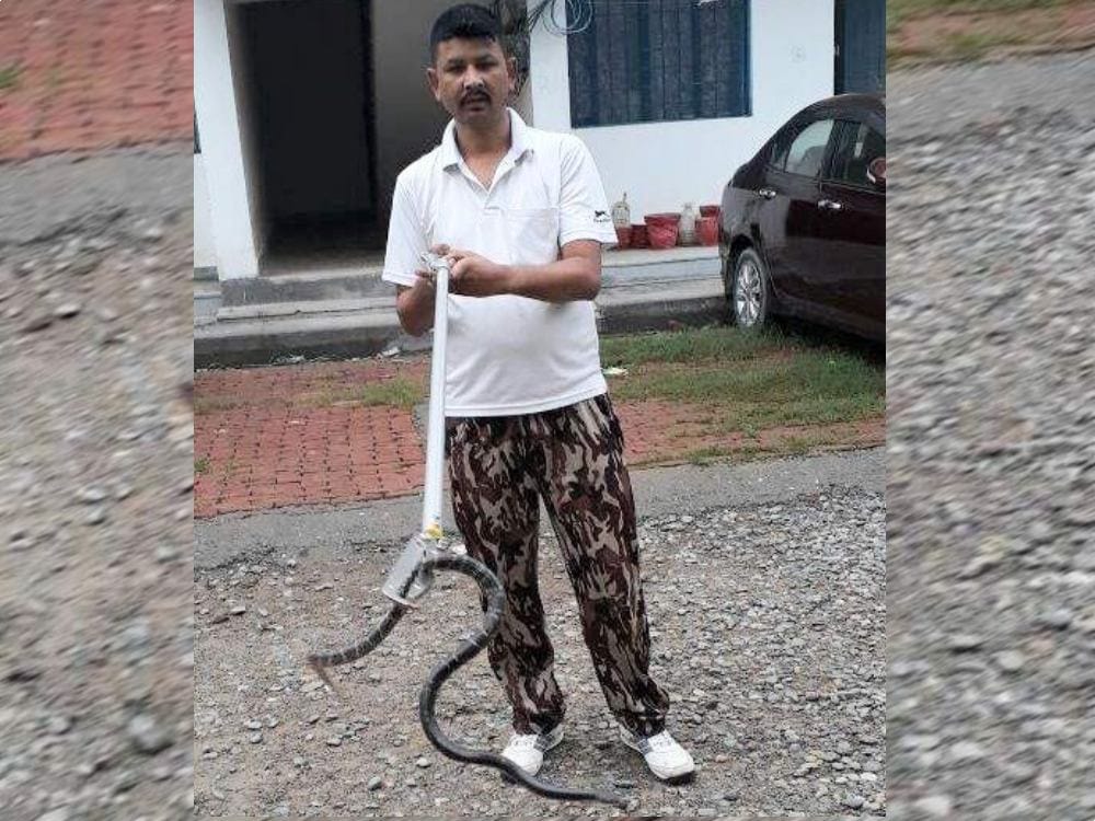 most poisonous snake found in office kitchen