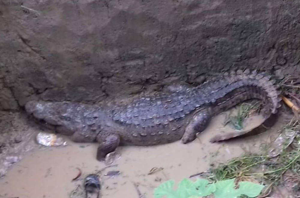 crocodile enter home in haridwar