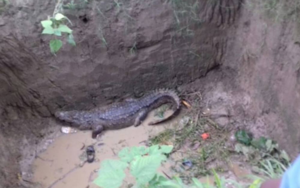 crocodile enter home in haridwar