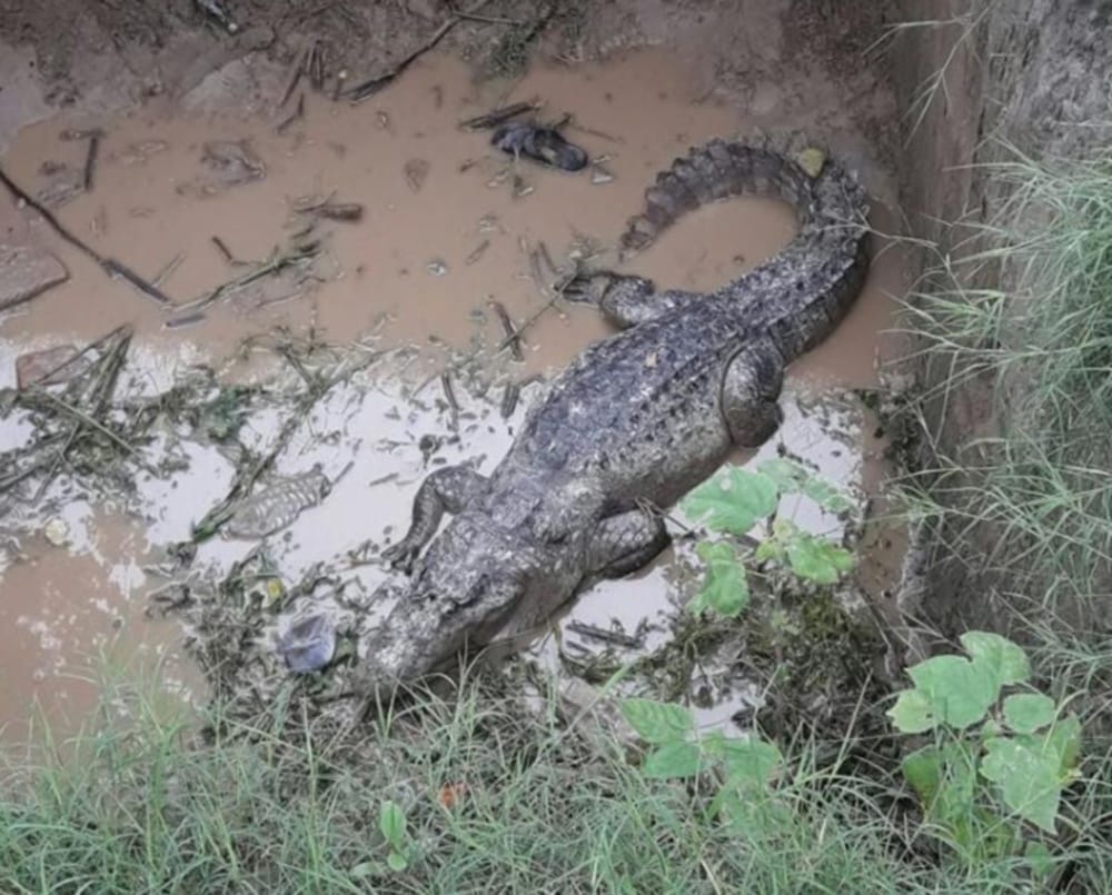 crocodile enter home in haridwar