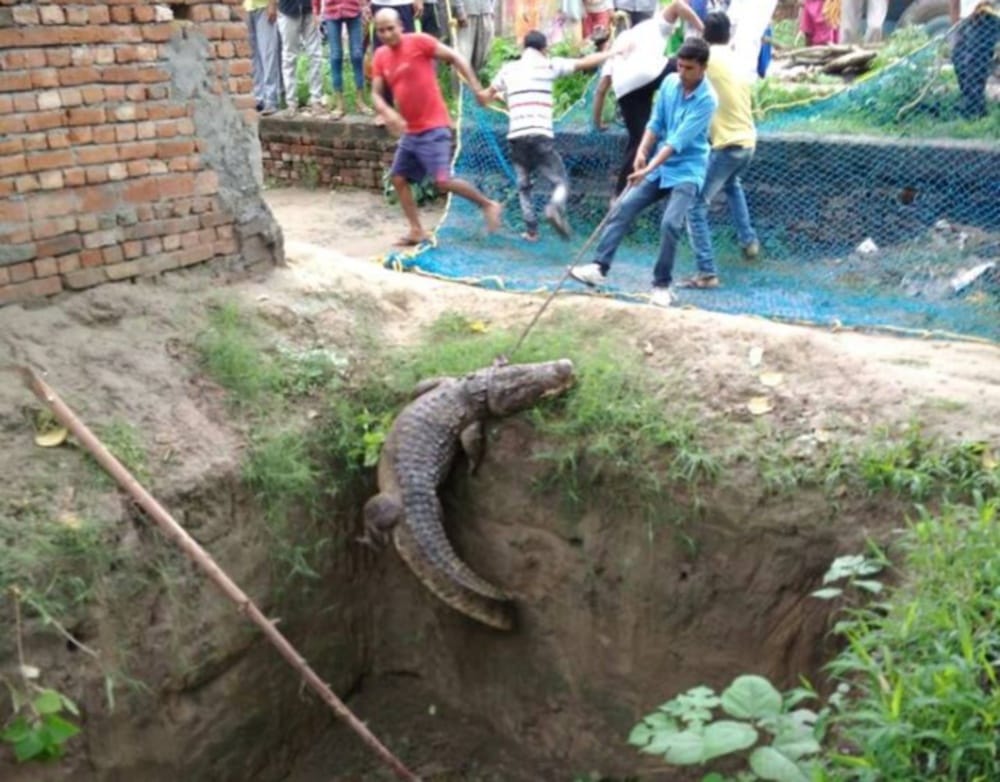 crocodile enter home in haridwar