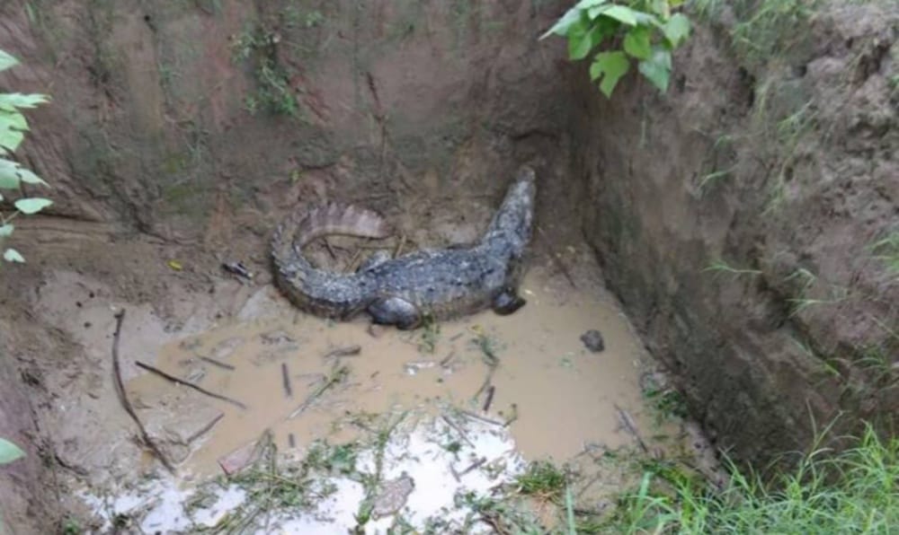 crocodile found in haridwar colony 