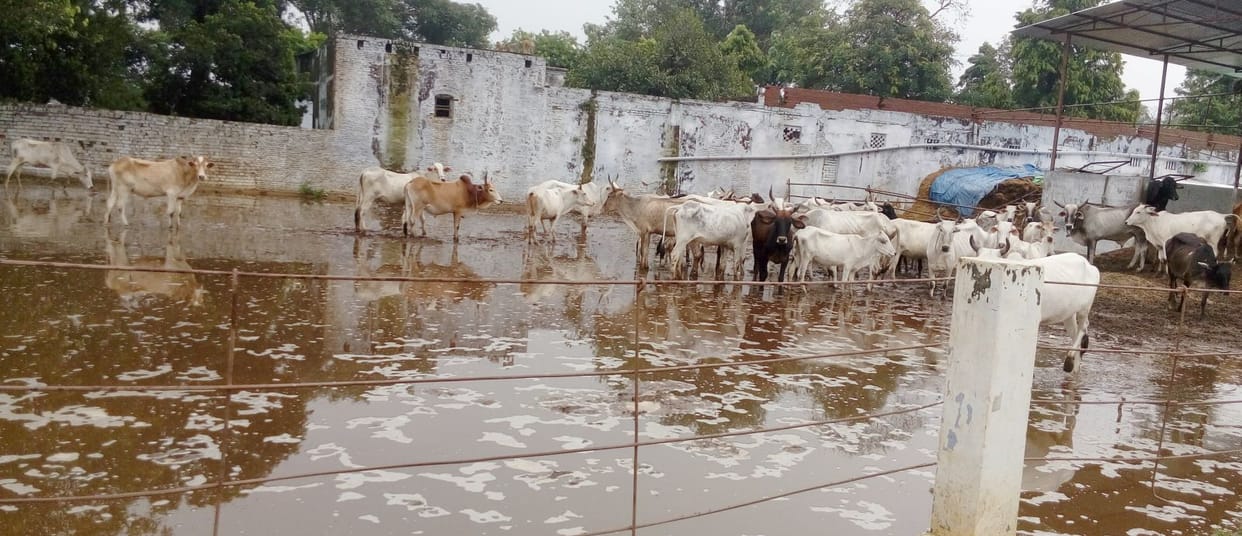 Water on every way from Jhajjam rain
