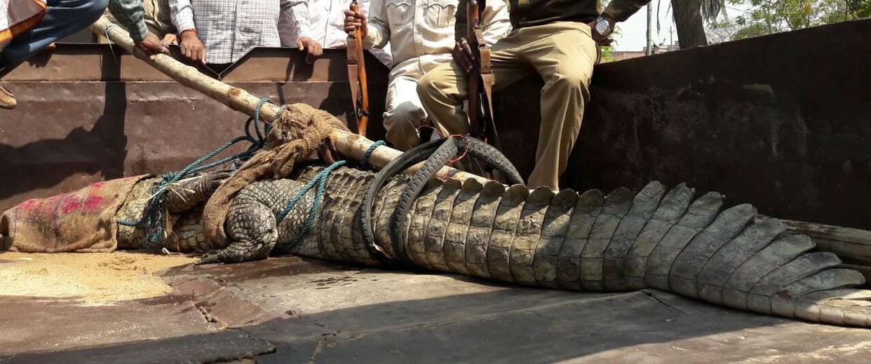 Male and female crocodile caught in Sonbhadra, panic in the area