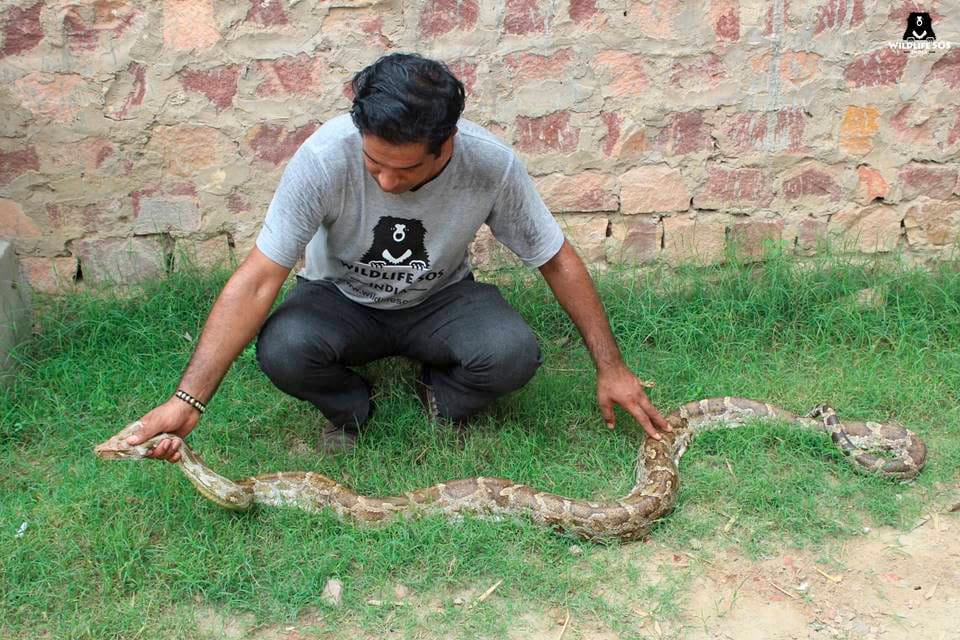 eight feet long python found in indian airforce transport plane in agra
