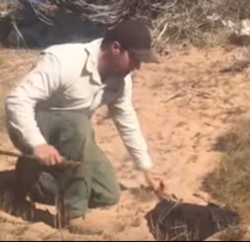 watch how Ross McGibbon saves life of 5 deadly snake 