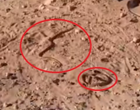 watch how Ross McGibbon saves life of 5 deadly snake 