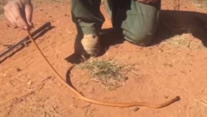 watch how Ross McGibbon saves life of 5 deadly snake 