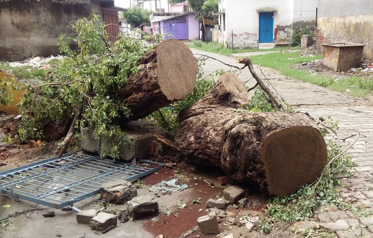 Hiding the Shisham tree lying near CMS Housing
