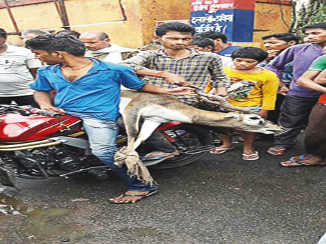Stray dogs surrounded the deer and killed