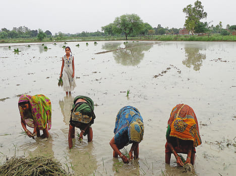  field fill from rain water