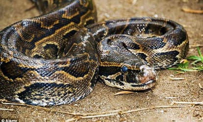 lda spent fifty lakh rupees for catching snakes from janeshwar mishra park in lucknow