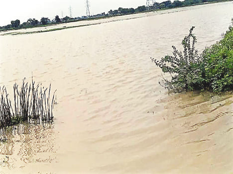 Hundred acres of submerged crop from entering the drain water
