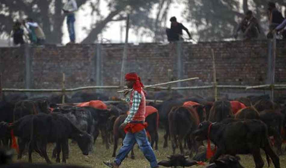 Six people thrashed by mob for allegedly carrying buffalo calves in delhi