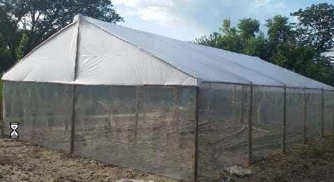 Now farming in Bamboo Polyhouse