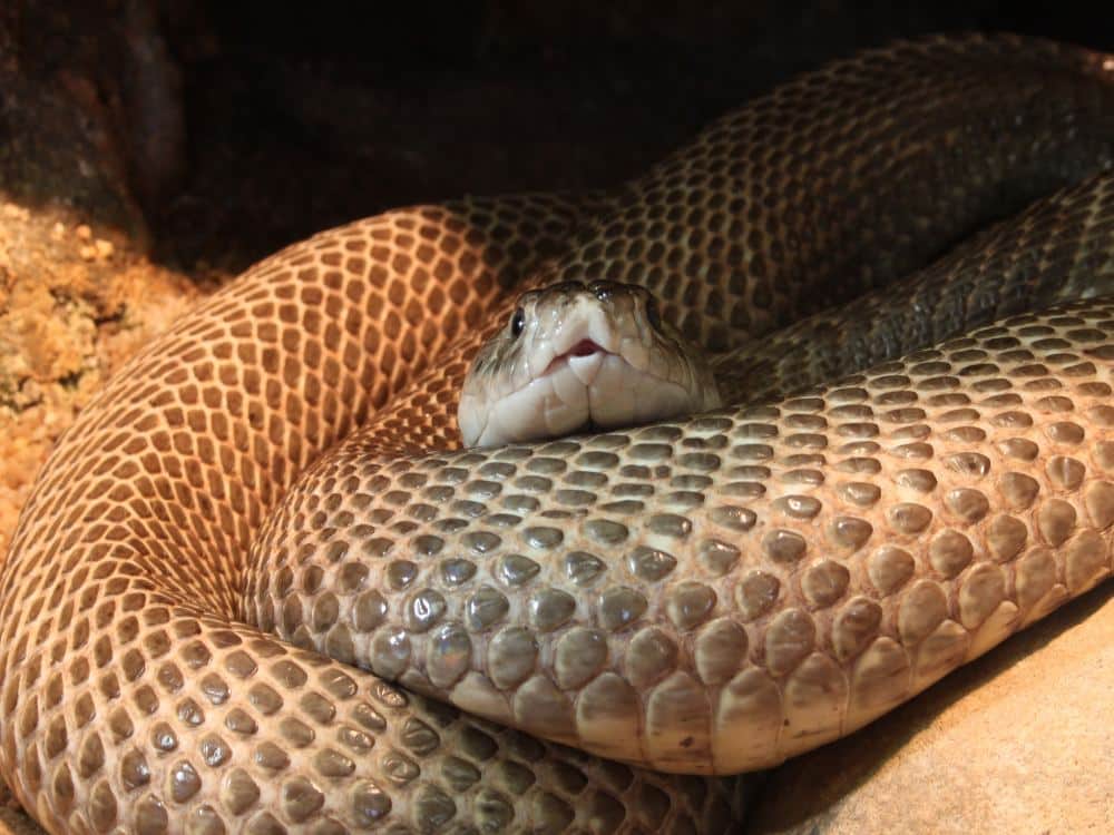 highly poisonous snake cobra found in cupboard