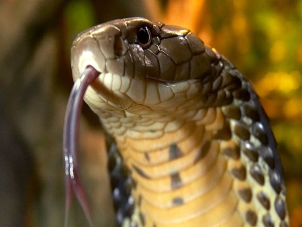most poisonous snake king kobra found in house