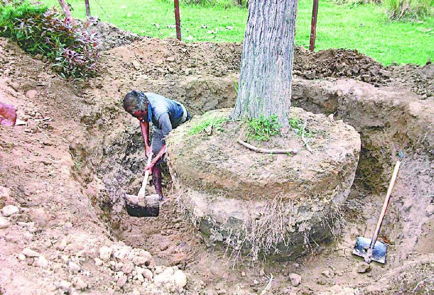 Trees for the road of IIM will not be sacrificed