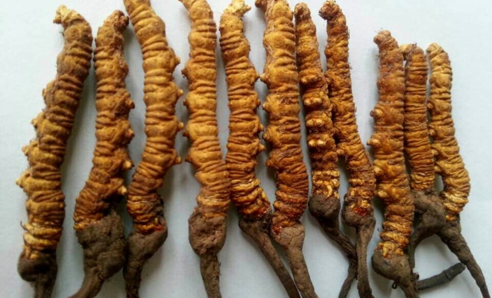 police arrested a man with keeda jadi in chamoli garhwal