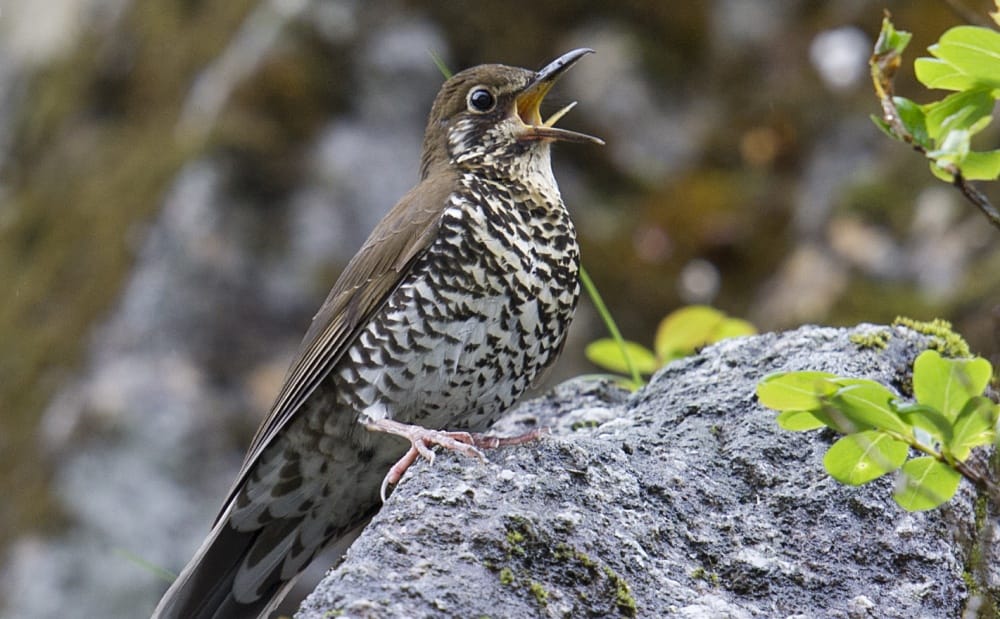 secret behind birds sound 