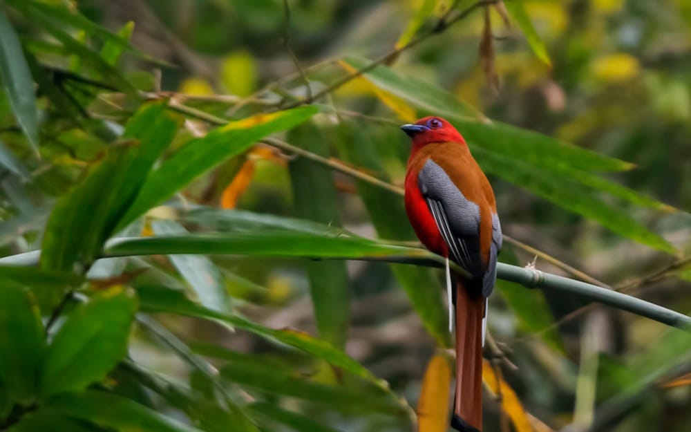 secret behind birds sound 