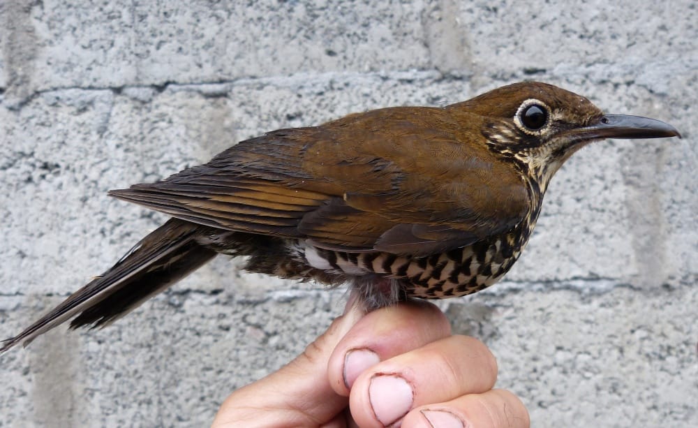 secret behind birds sound 