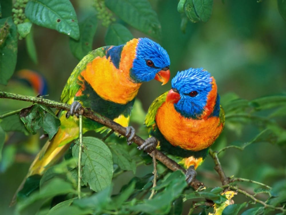 Kanishhar to spend Rs 96 crore on Bird Century