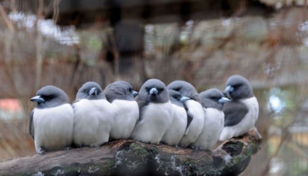 secret behind birds sound 