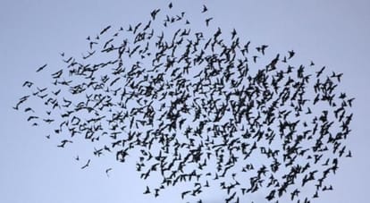 This is India's mysterious place jatinga here thousand of birds do suicide every year
