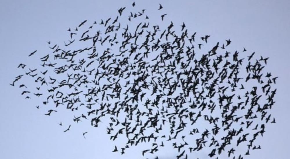secret behind birds sound 