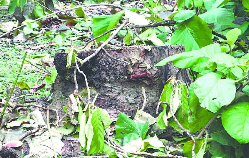 Forest smugglers cut teak's prized trees