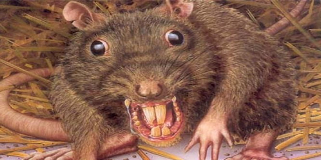 army of rats headache of the twelve mohallas here