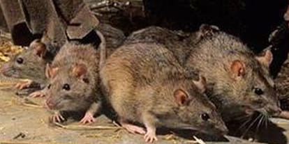 army of rats headache of the twelve mohallas here