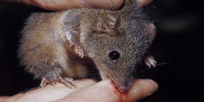army of rats headache of the twelve mohallas here