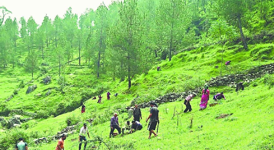 In my village my forest drive, planting plants in the village