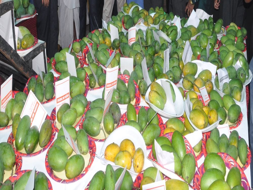 mango fair held in dehradun