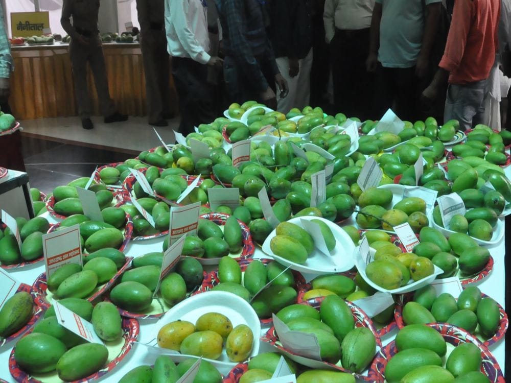 mango fair held in dehradun