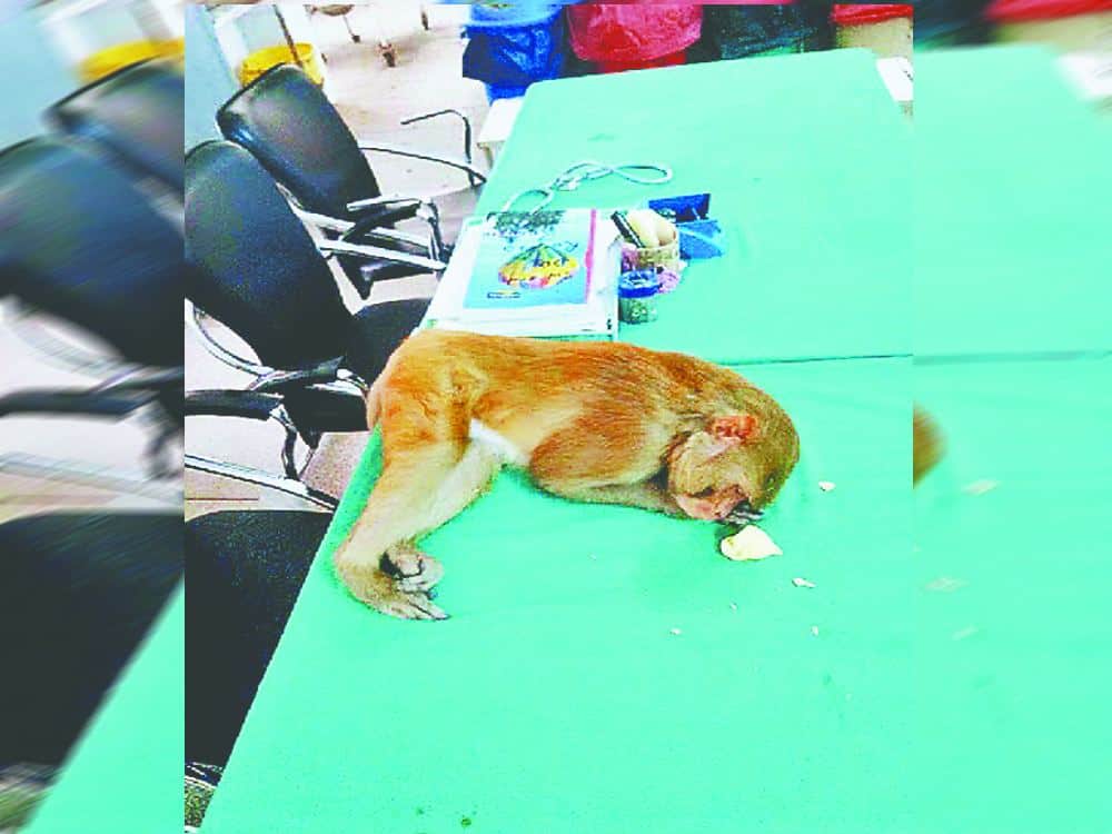 injured monkey gone to hospital for treatment in srinagar