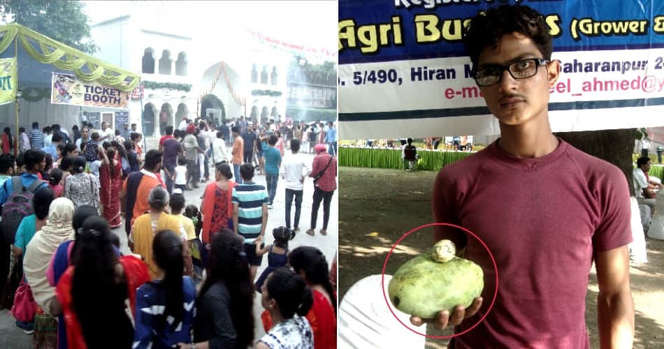 Mango fair: 11 thousand tourists reaching the first day