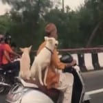  delhi Man balances three dogs perfectly while driving a scooter