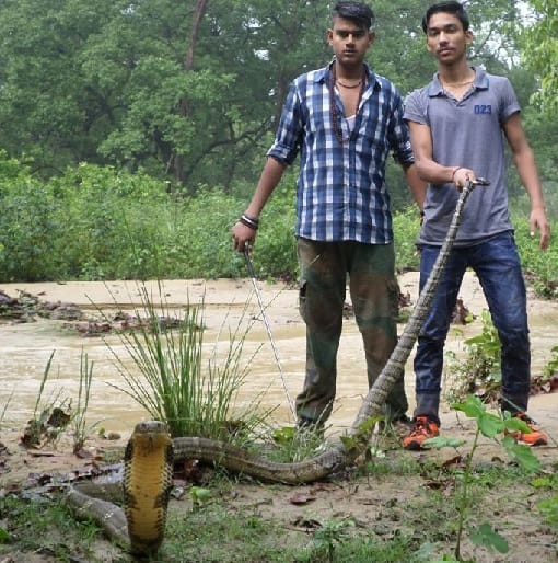 18 snakes left in the forest of Ramnagar