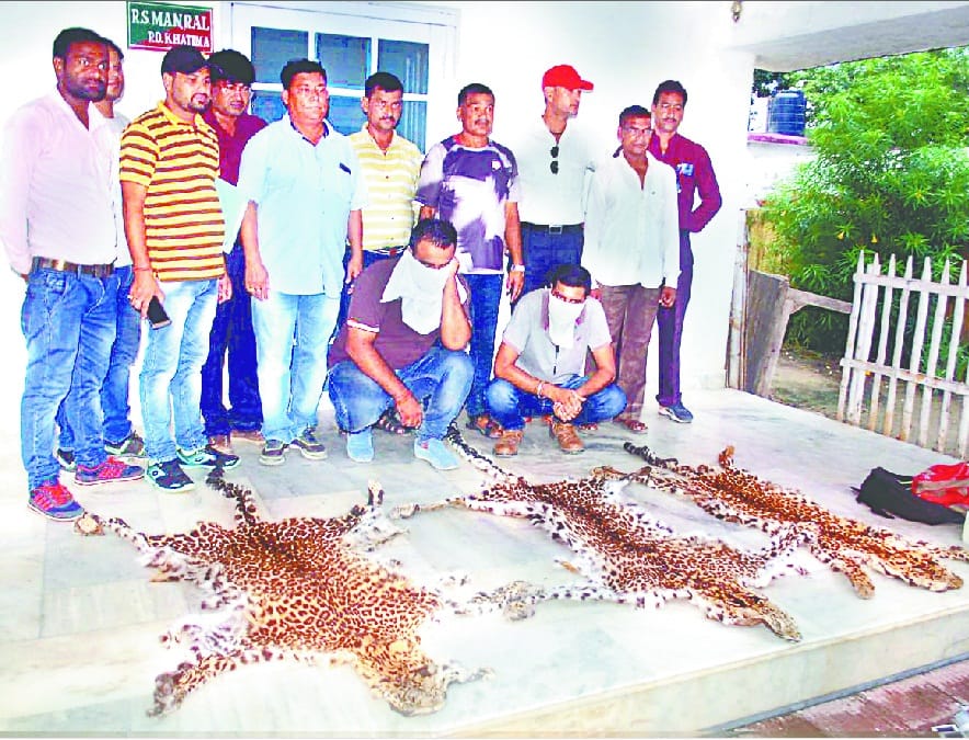  Two leopard skins  smugglers arrested  leopard skins 