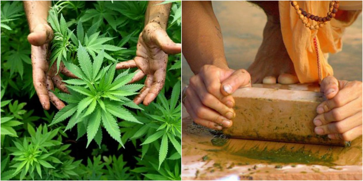 kashi sawn mela, Cannabis price going costly