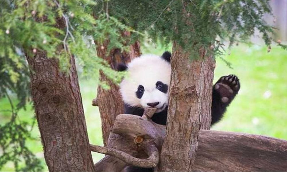 Panda climbs and falls on tree, entertains people in zoo