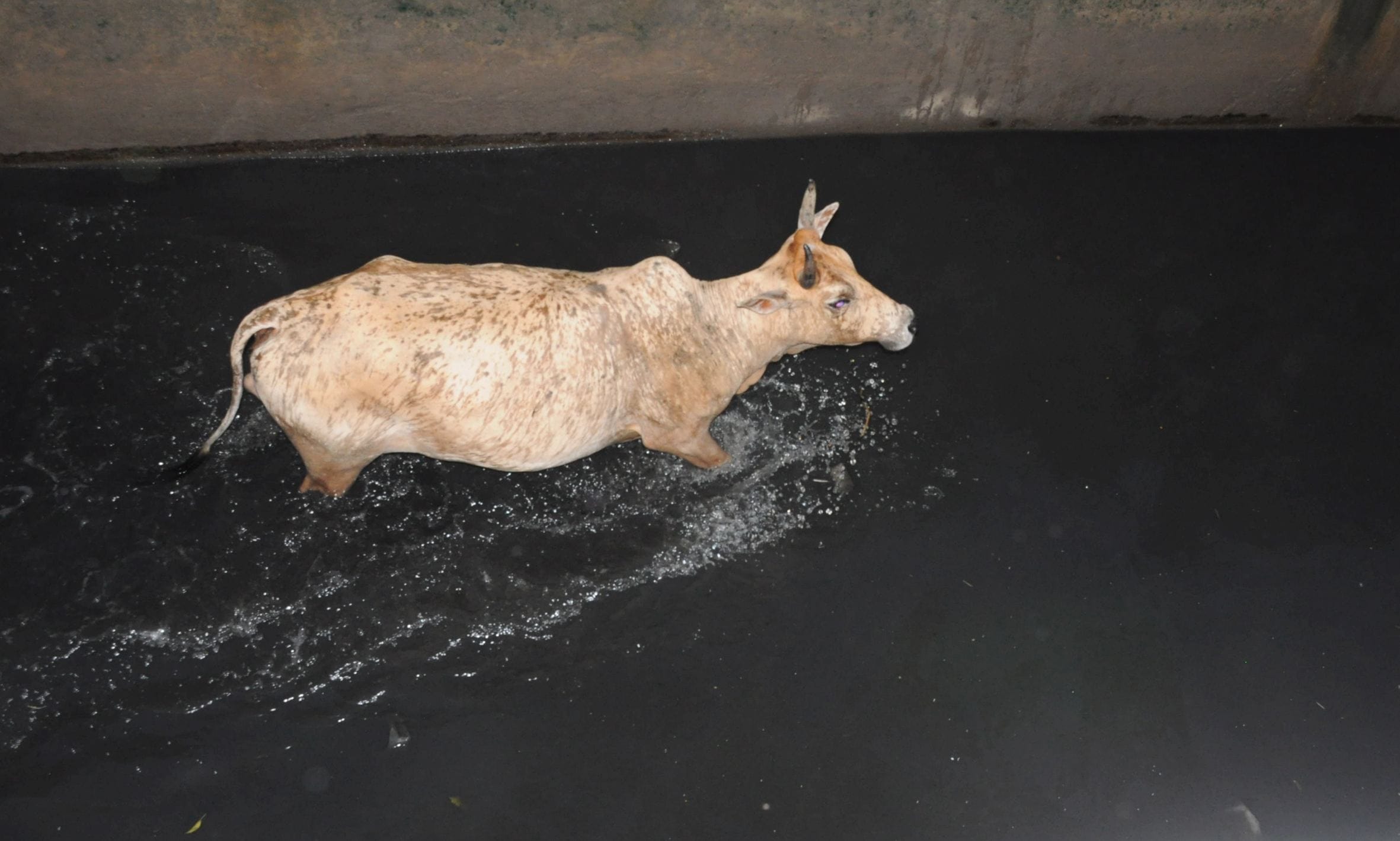  cop fazil and prem saved two cows in lucknow