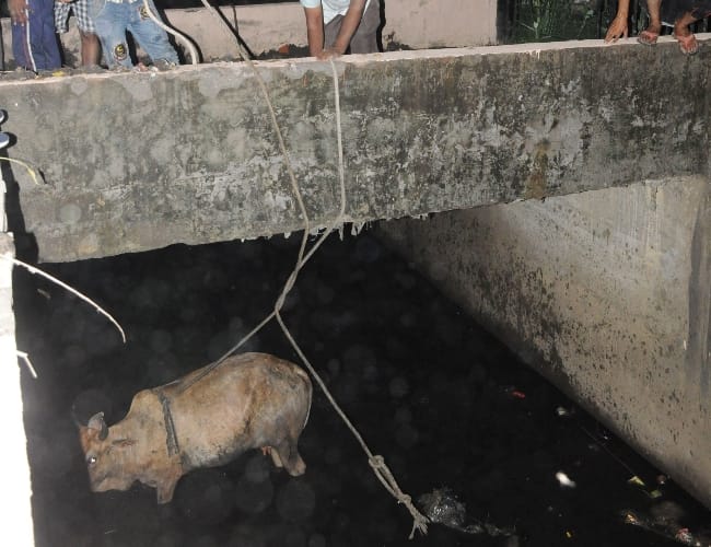  cop fazil and prem saved two cows in lucknow
